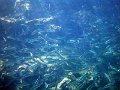 DSCF0068